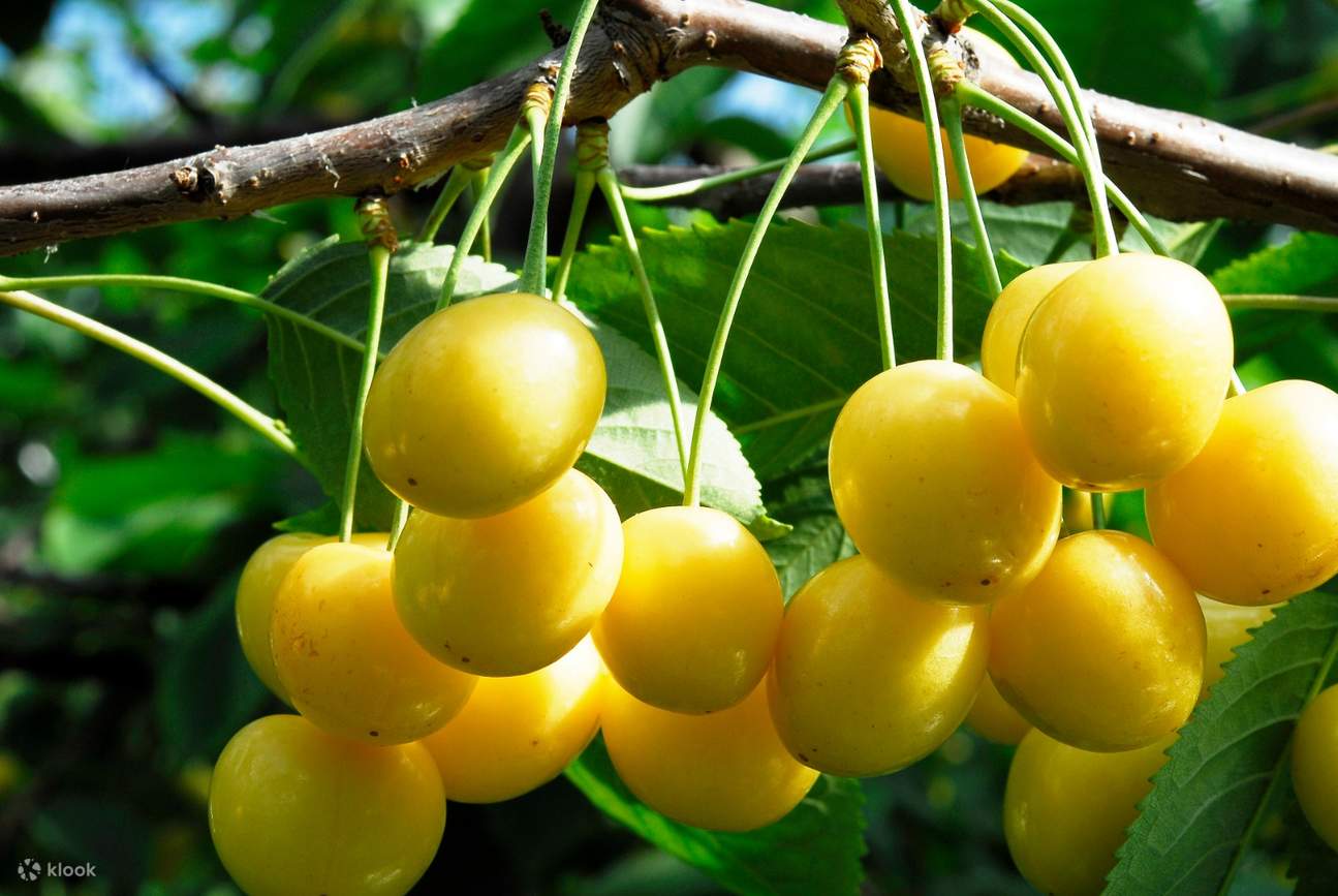 Cherry Picking Experience in Furano Hokkaido Klook