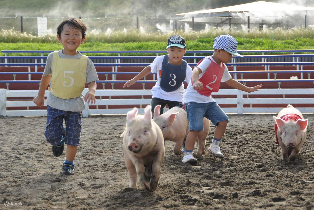 pig race