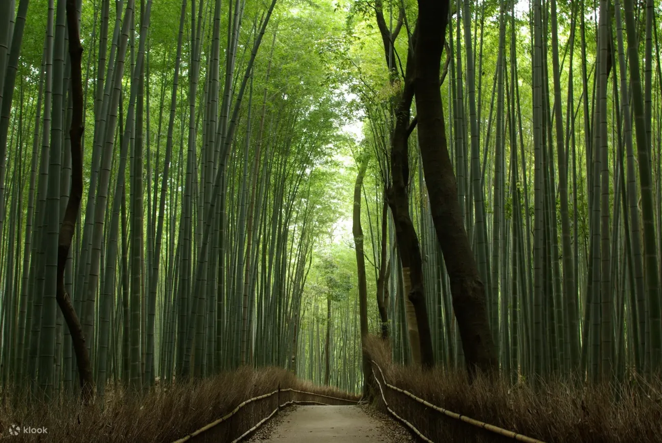 Buy Kyoto Perfect Day Tour Package Online Klook客路