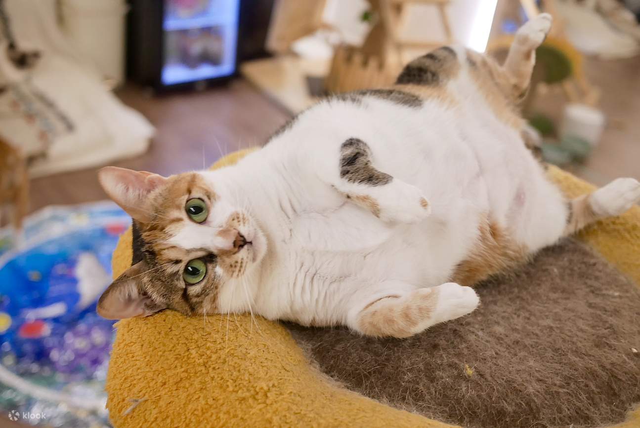 Namaoste貓伽. Katzen-Café in Kwun Tong, Hongkong. Katzen-Gemeinschaftsraum