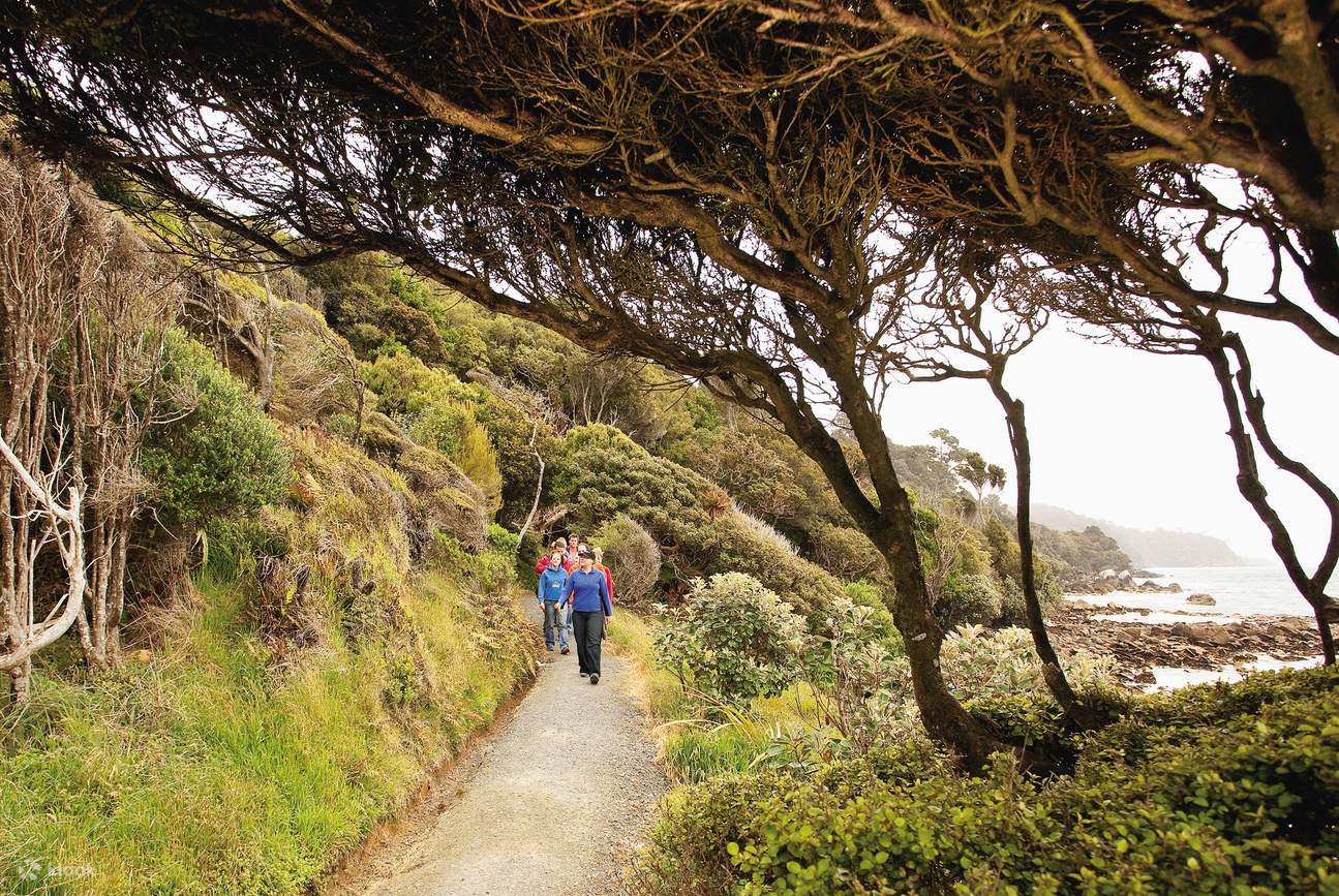Stewart Island kiwi guided walk