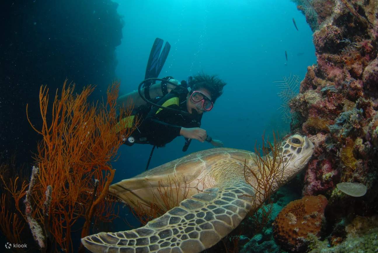 Capturez des moments inoubliables en faisant votre premier plongeon dans le monde de la plongée sous-marine lors de Discover Scuba Diving à Kuala Lumpur.