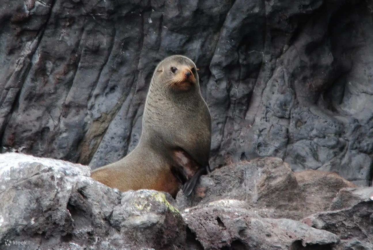 Sea seals