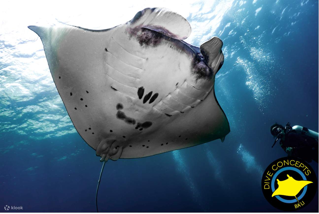 蓝梦岛浮潜、水肺潜水和开放水域课程