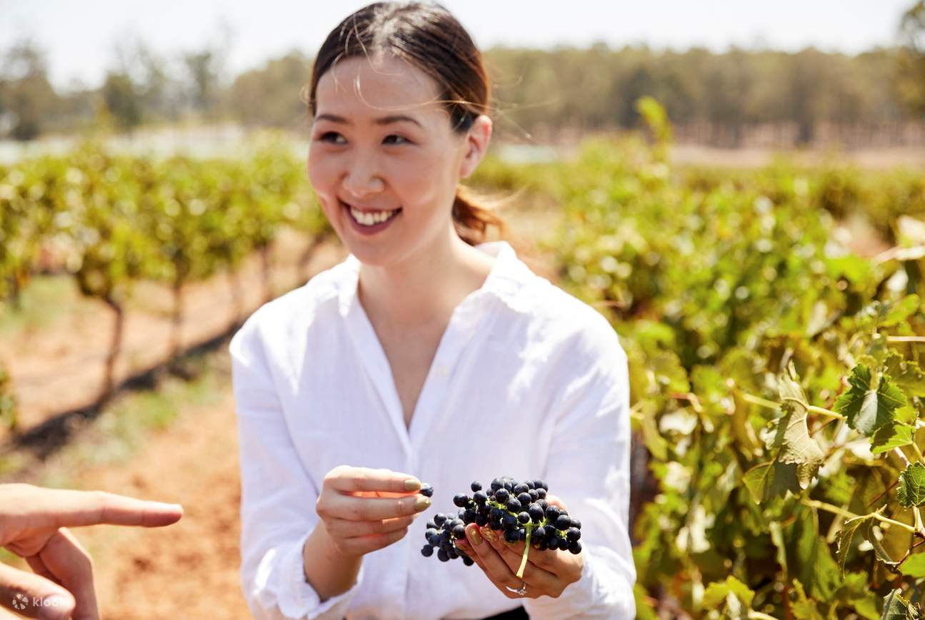 Những thung lũng rải rác vườn nho