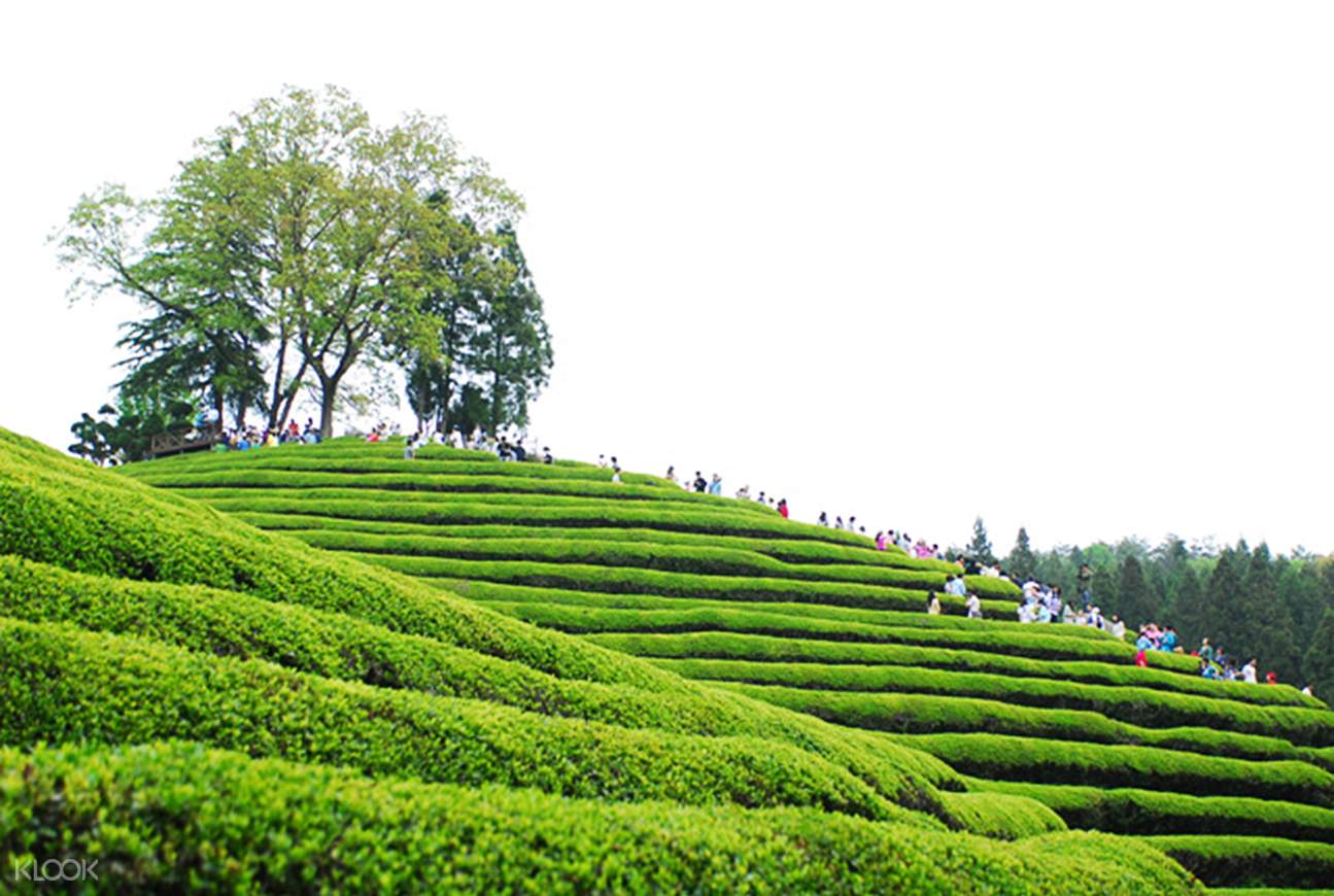 Boseong Green Tea Festival 2018 Day Tour from Seoul - Klook