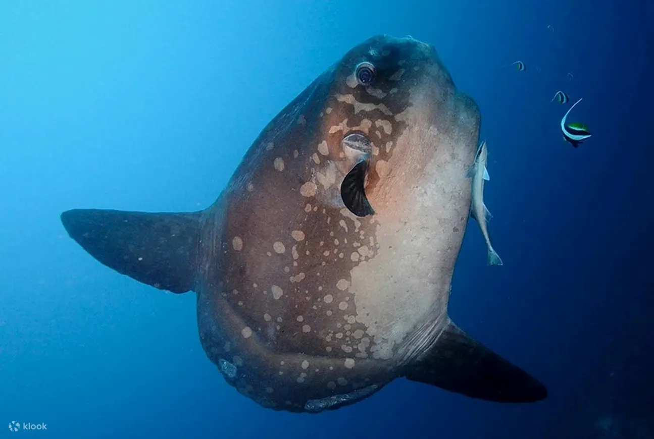 努沙佩尼达蝠鲼点 (Nusa Penida Manta Point) 三次潜水