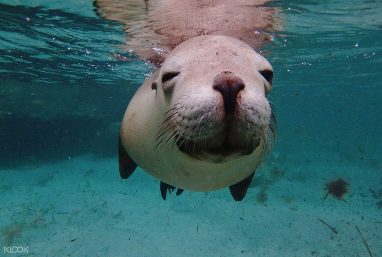Swim with Sea Lions from Port Lincoln, Australia