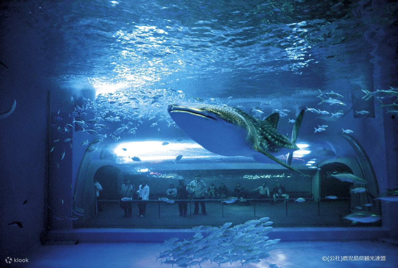 Ticket für das Aquarium Kagoshima City in Kyushu