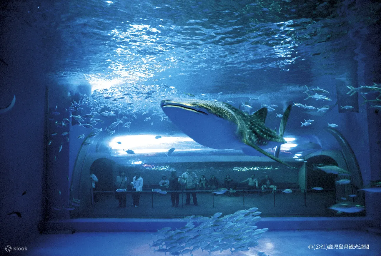 九州鹿儿岛水族馆门票