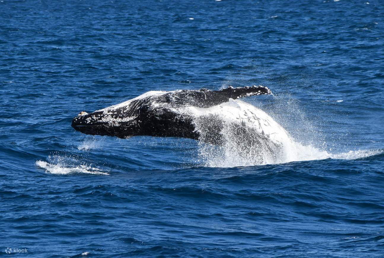 維多利亞菲利普島南露脊鯨巡遊
