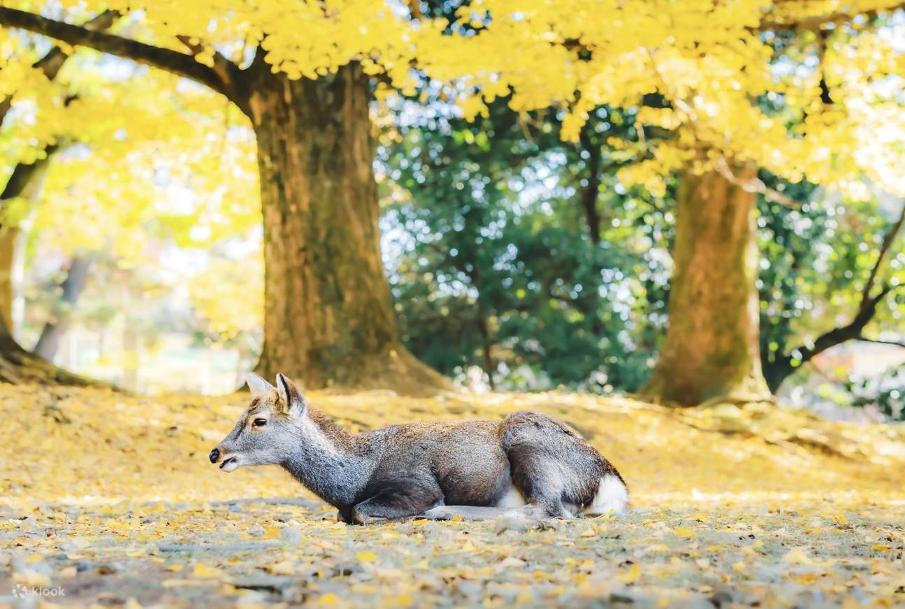 Osaka-Nara Discovery Pass