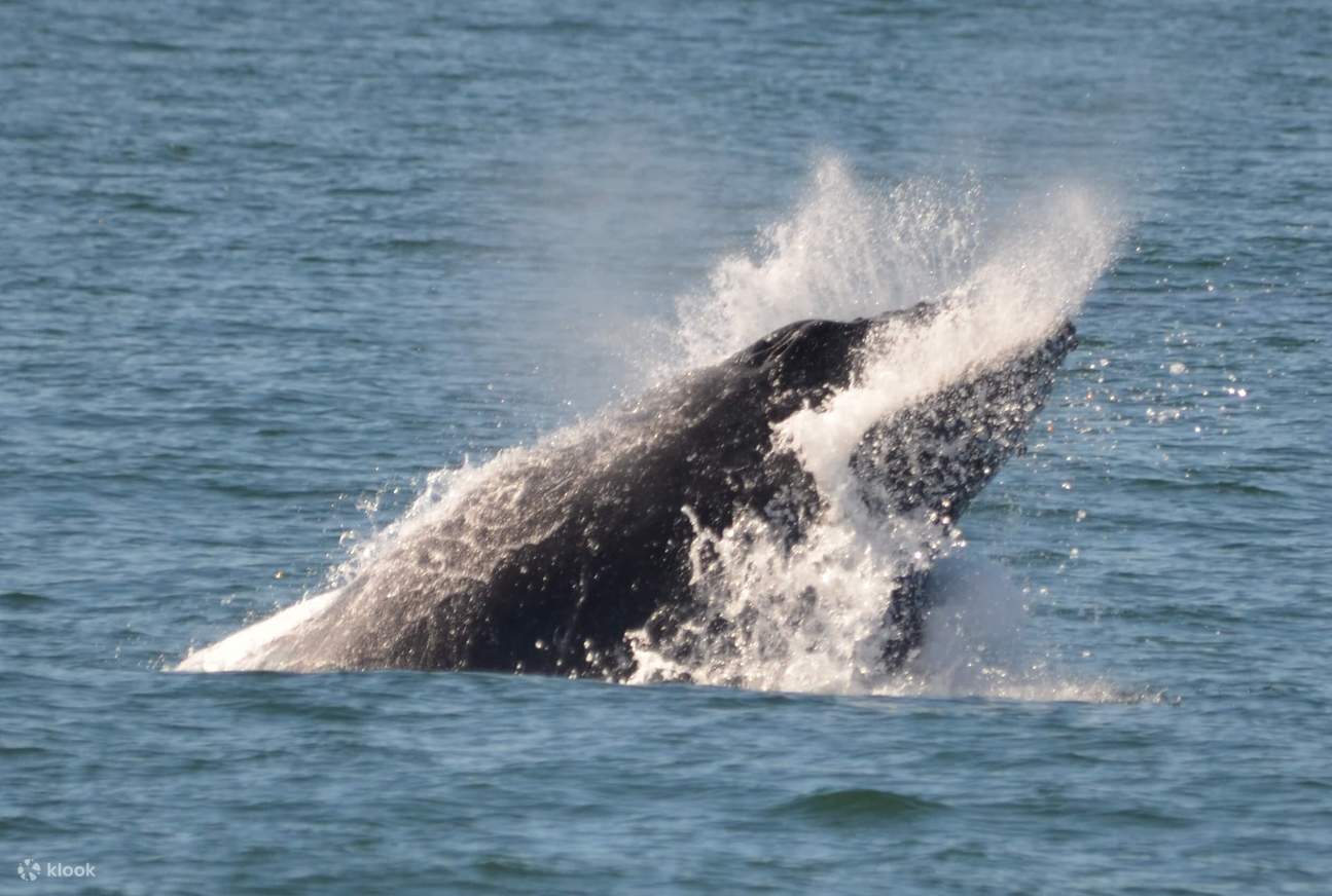 Cape May Whale and Dolphin Watching Klook United States
