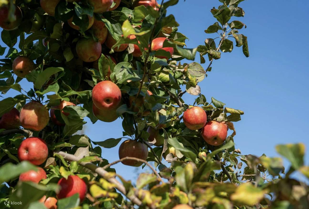 스리나가르 출발: 사프란 농장 & 애플 밸리 파할감 당일 여행 - 클룩 Klook 한국