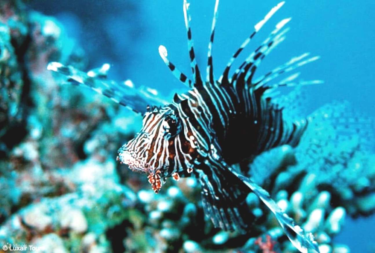 Sahl Hasheesh: Diving or Snorkeling Boat Trip with Lunch