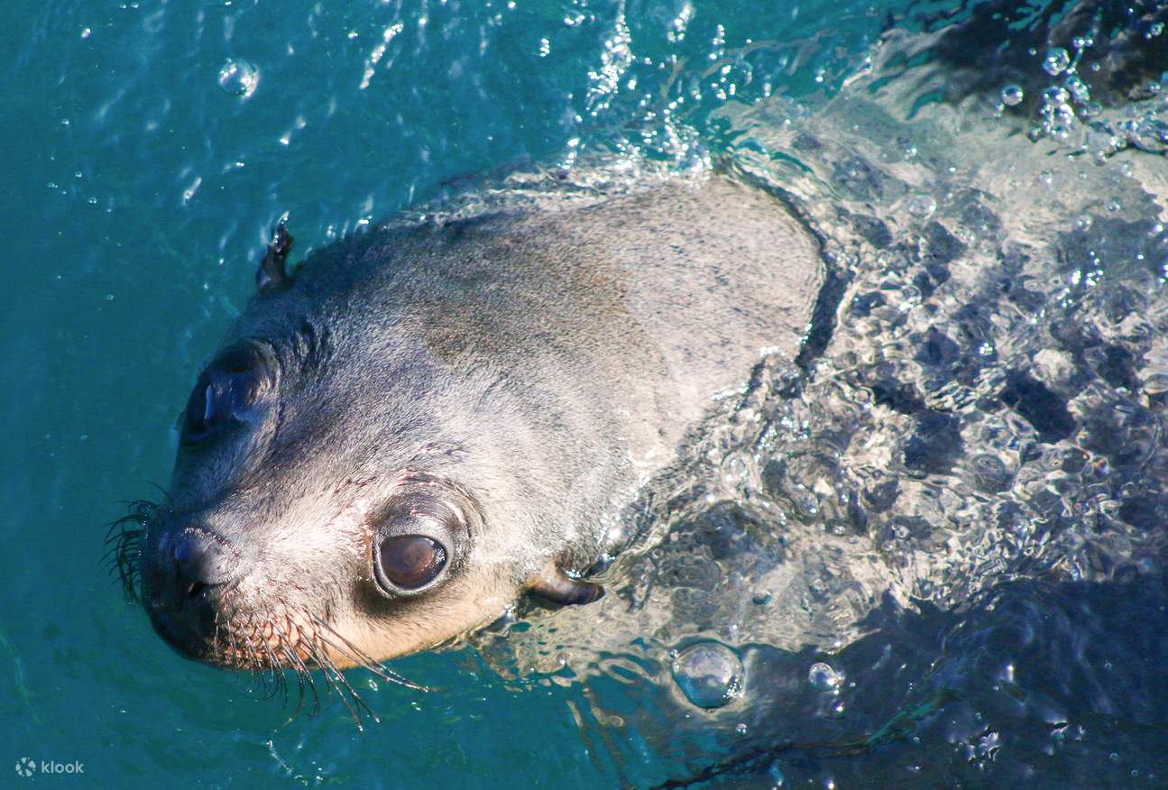Seal during winter whale watching cruise at Phillip Island