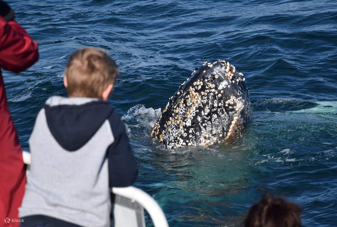 Phillip Island Southern Right Whale watching 