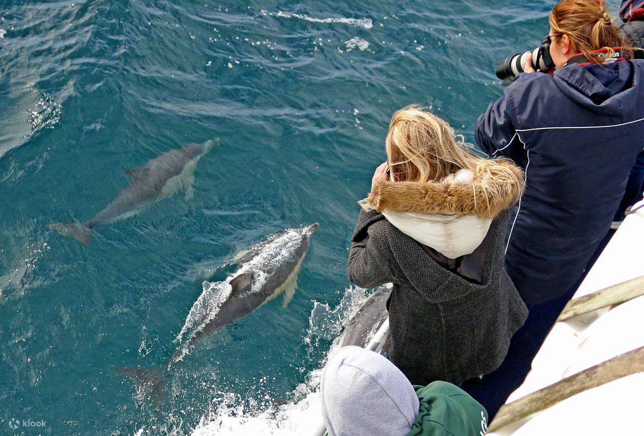 Avistamiento de delfines en Phillip Island durante un crucero de avistamiento de ballenas en Phillip Island