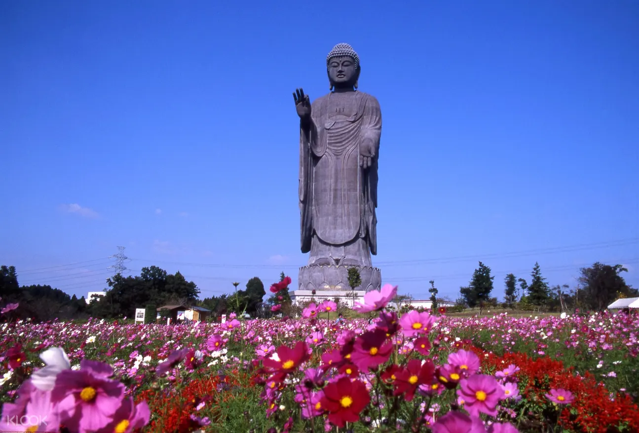茨城酒庄 牛久大佛 日立海滨公园 水梨采摘吃到饱一日游 东京出发 Klook客路中国