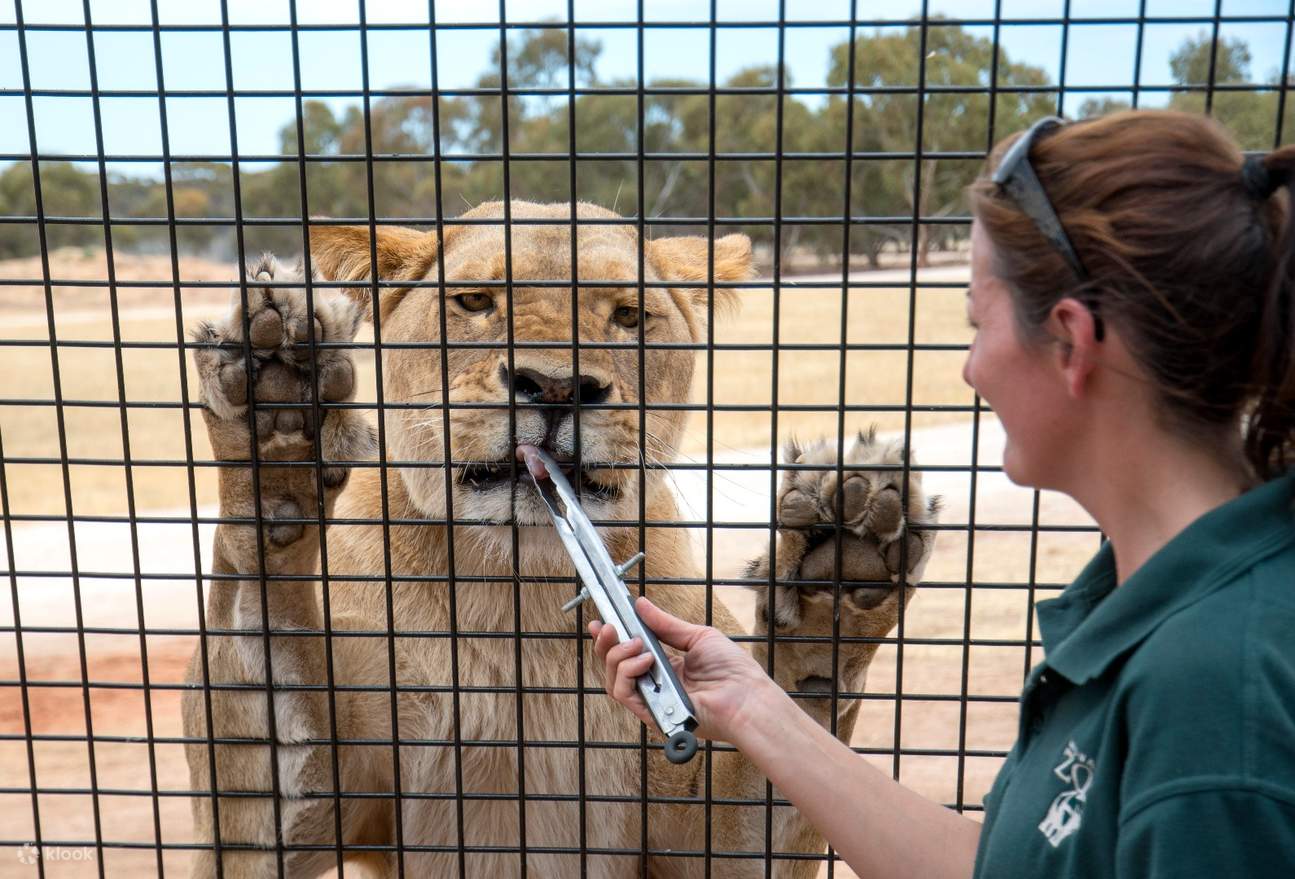 Monarto Zoo Lions 360 Experience Klook Hong Kong