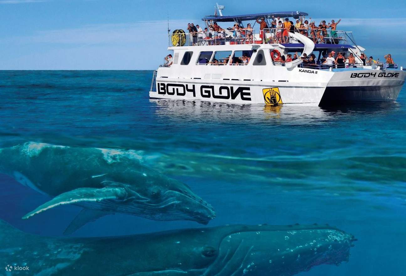 Whale Watching In Hawaii: Parking Your Fins (and Car) For A Splashing Good Time!