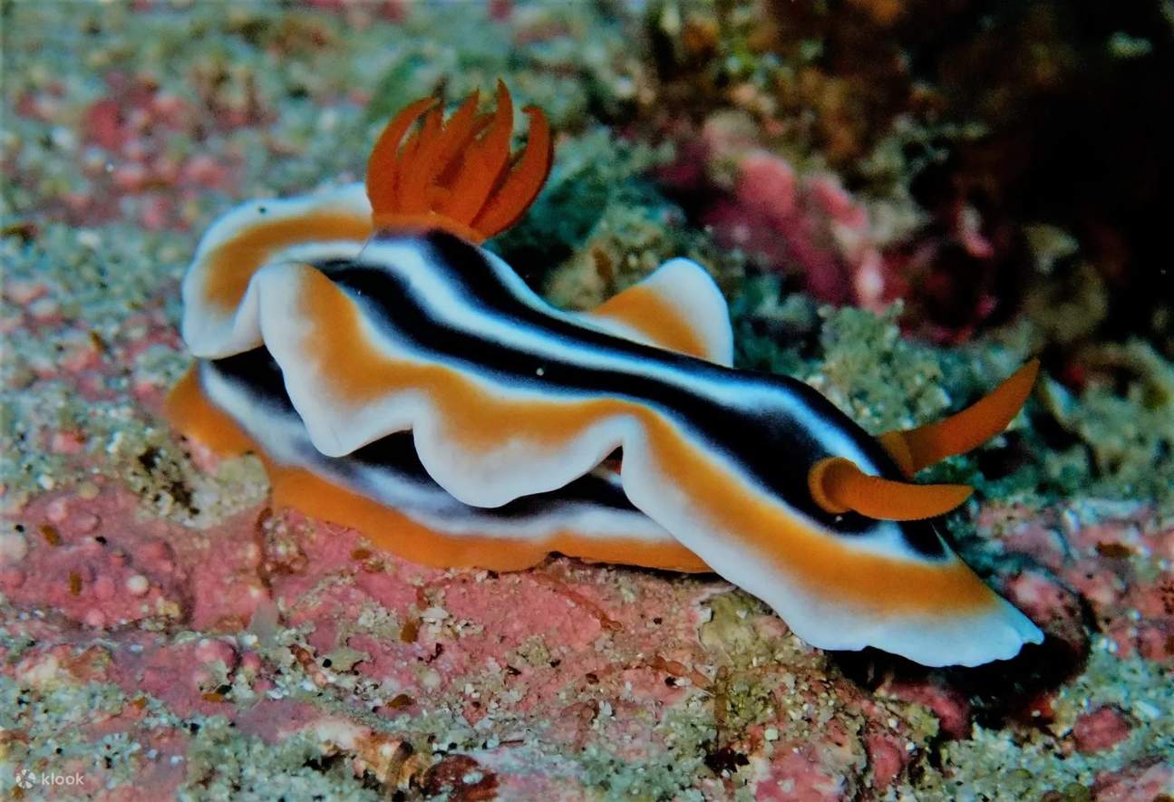 Open Water Diver a Puerto Galera con PADI 5 Star IDC Resort