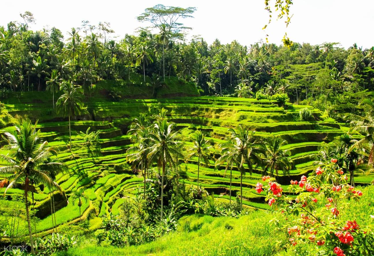 tegalalang rice terraces
