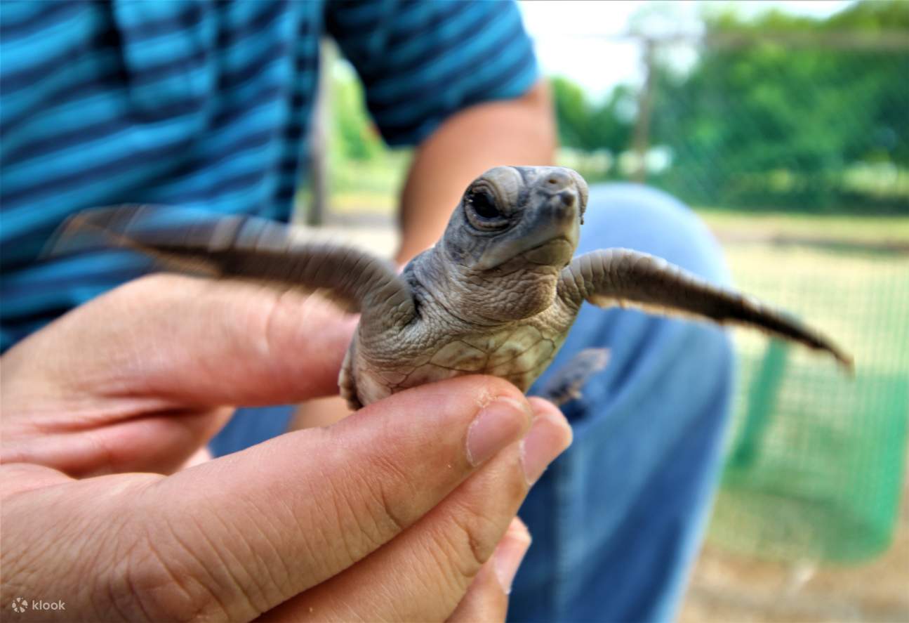 2D1N Walai Penyu Turtle Sanctuary and Glamping Island Hopping Tour