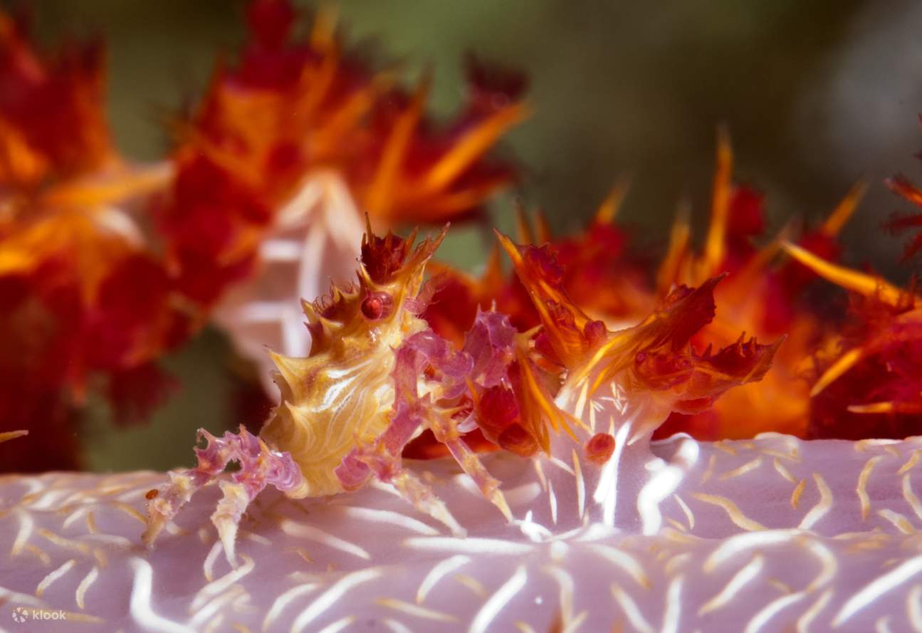 ガトー島 日帰り旅行