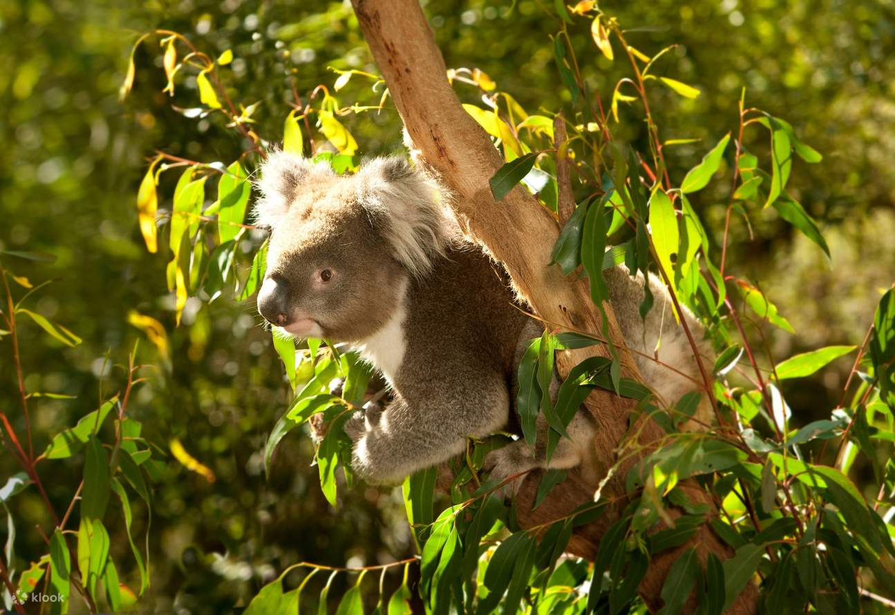 Yarra Valley Wildlife, Wine & Food Day Tour Klook
