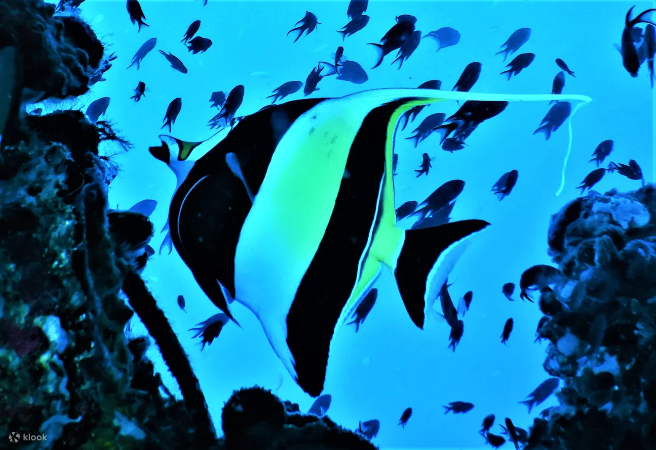 PADI 高级开放水域潜水员