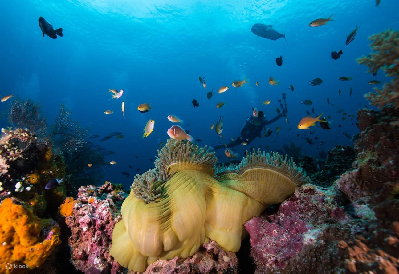 海の深淵を探検