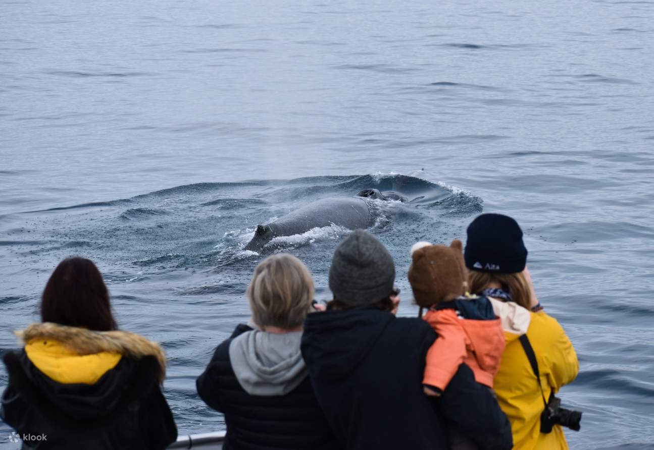 Phillip Island whole family friendly whale watching