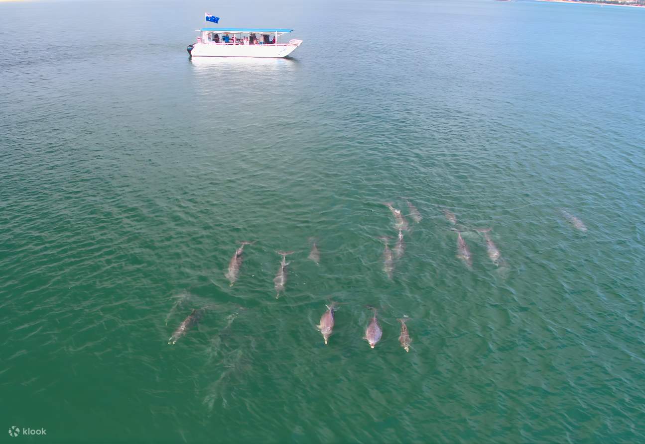 Bunbury Wild Dolphin Encounters