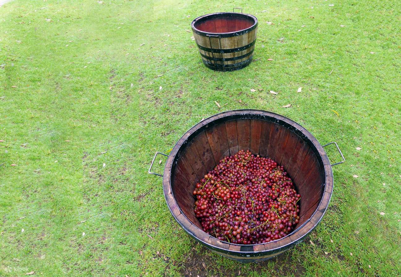 uvas prensadas en barrica de roble 