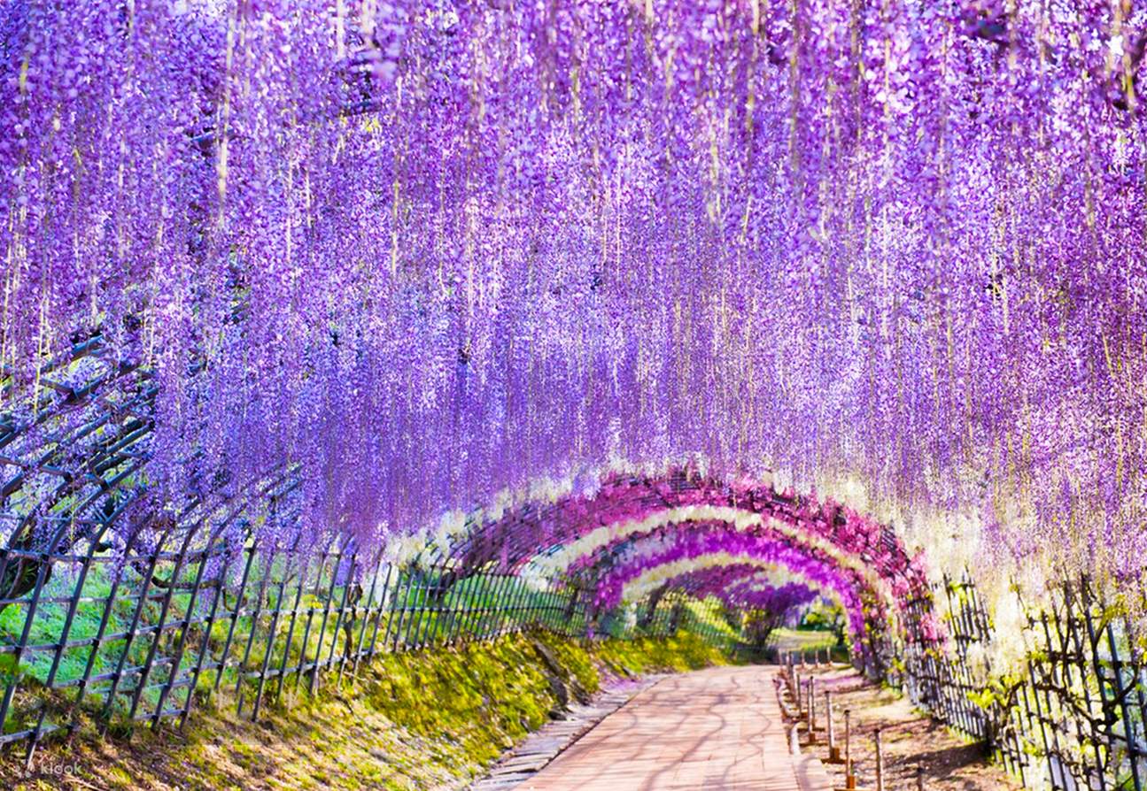 Spring Flower Viewing LimitedAshikaga Flower Park Night Wisteria & Hitachi  Seaside Park Nemophila (Departing from Tokyo) - Klook United States