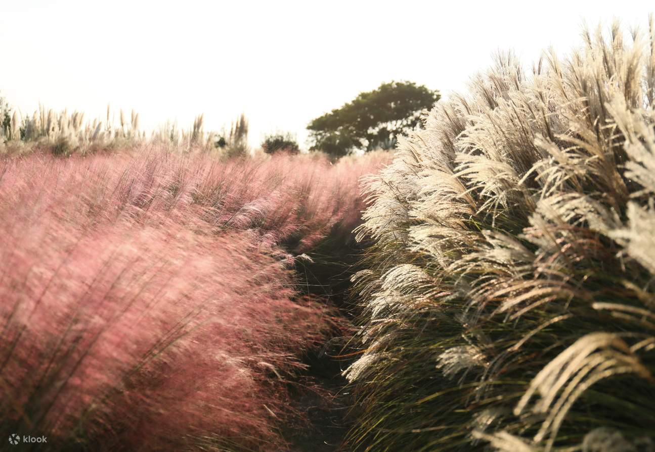 Camellia Hill Admission Ticket in Jeju