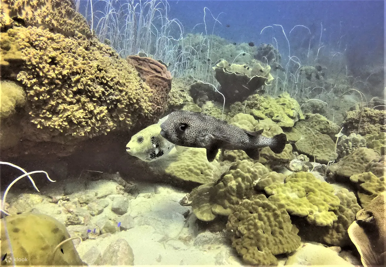PADI 开放水域潜水员
