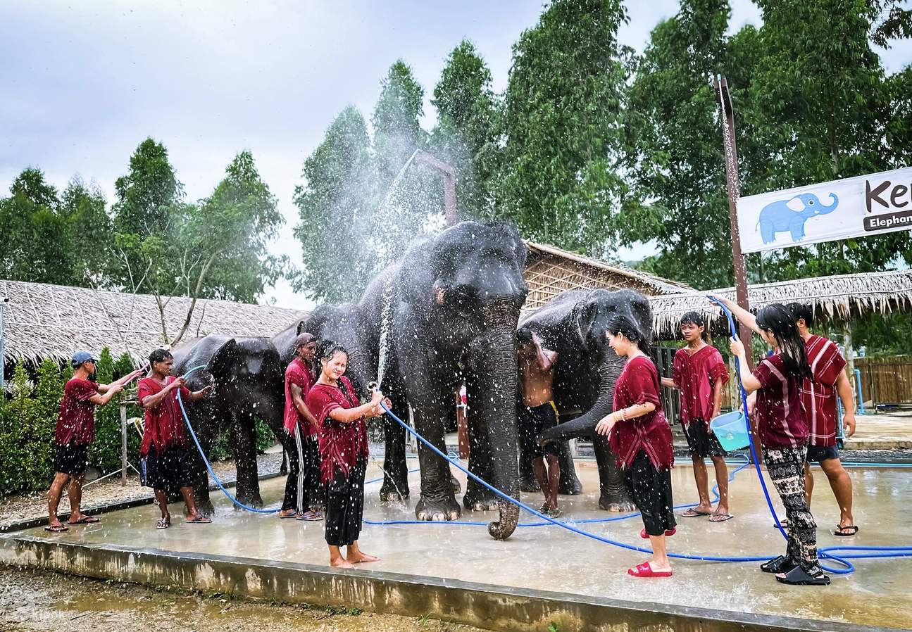 吉雀大象家庭布吉保护区半日游