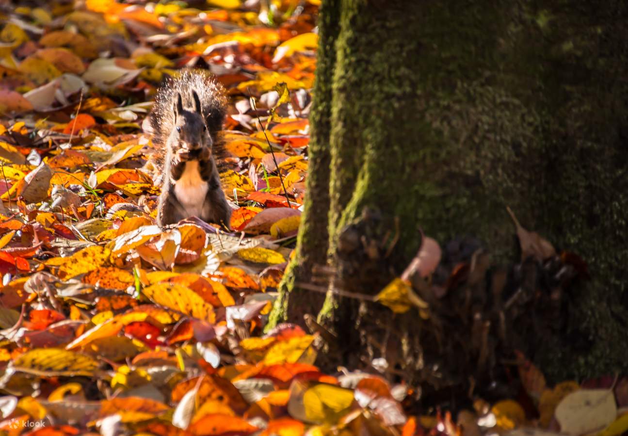南怡島 入場チケット（江原道）