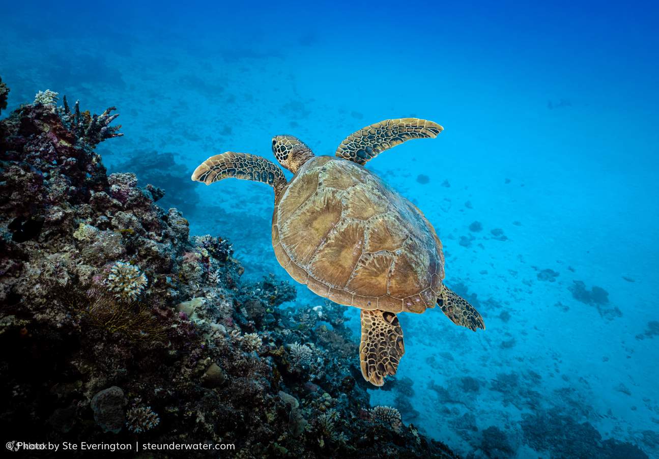 PADI Discover Scuba Diving