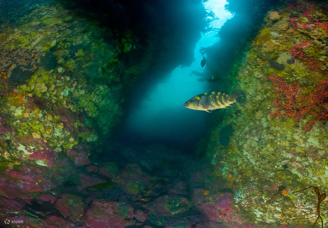 在惠灵顿岛湾进行半日潜水之旅，潜入这片沿海天堂的原始水域，留下永恒的回忆。