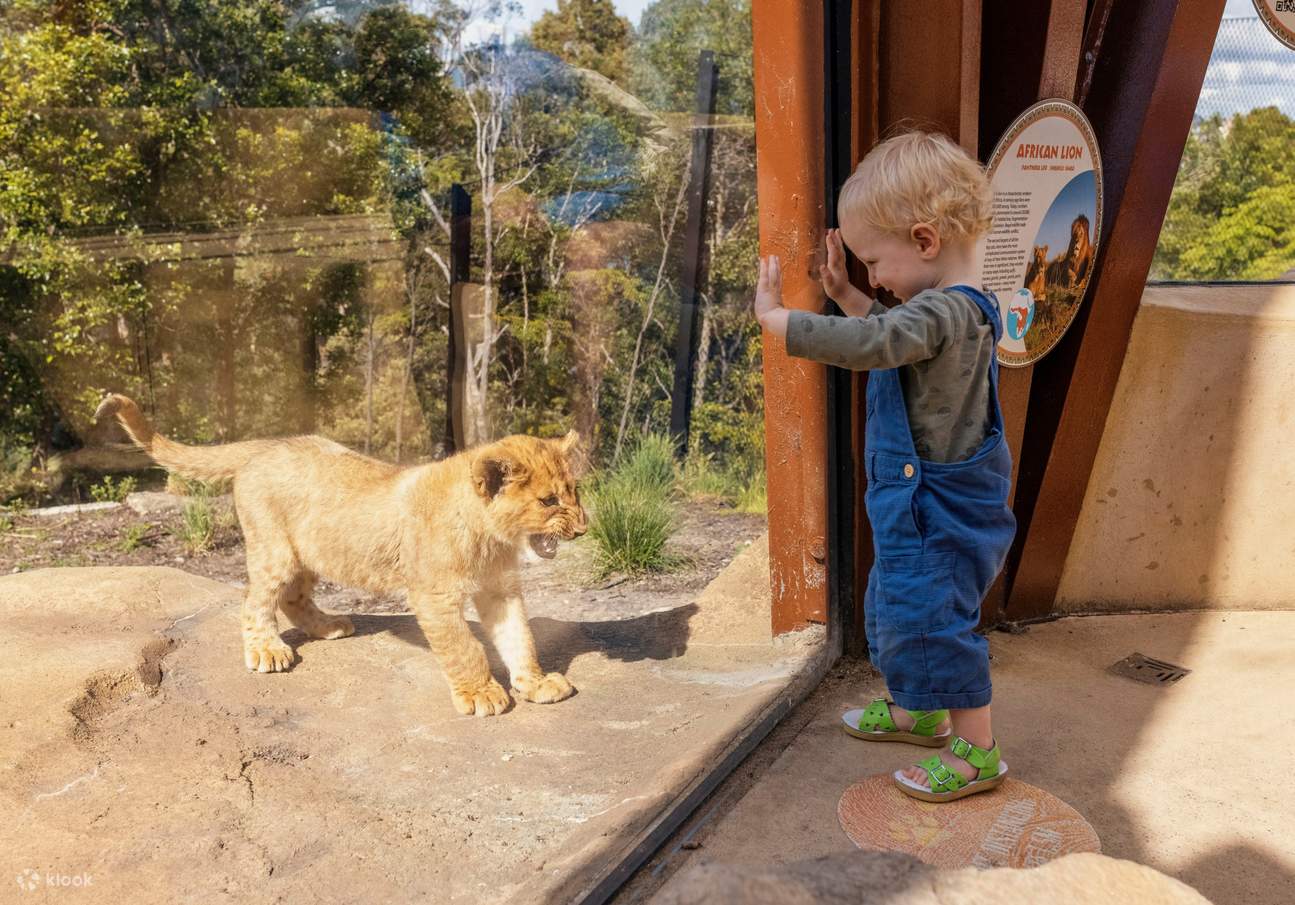 塔龙加动物园门票 Klook客路