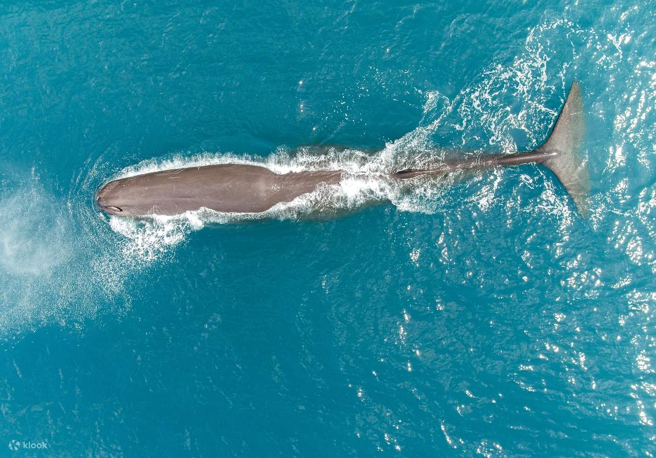 Whale Watch Scenic Flight in Kaikoura Klook Philippines