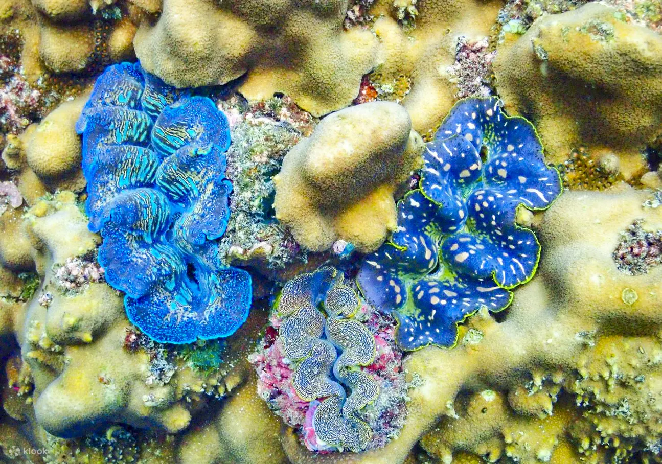 Chaung 和 Chan 群岛之间的珊瑚