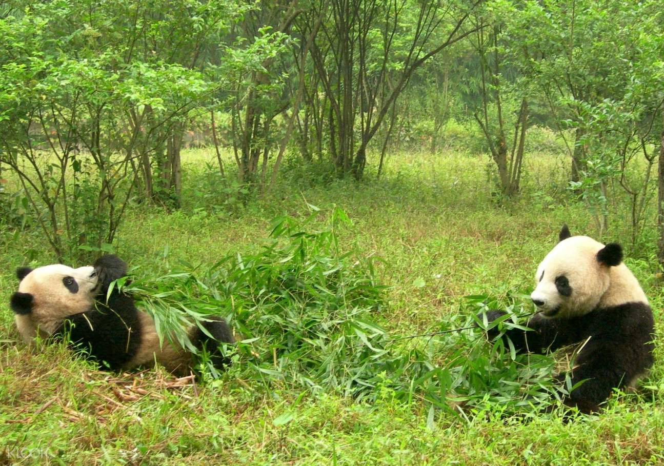 Chengdu Giant Panda Base Ticket with Shared Bus Transfer in Chengdu, China