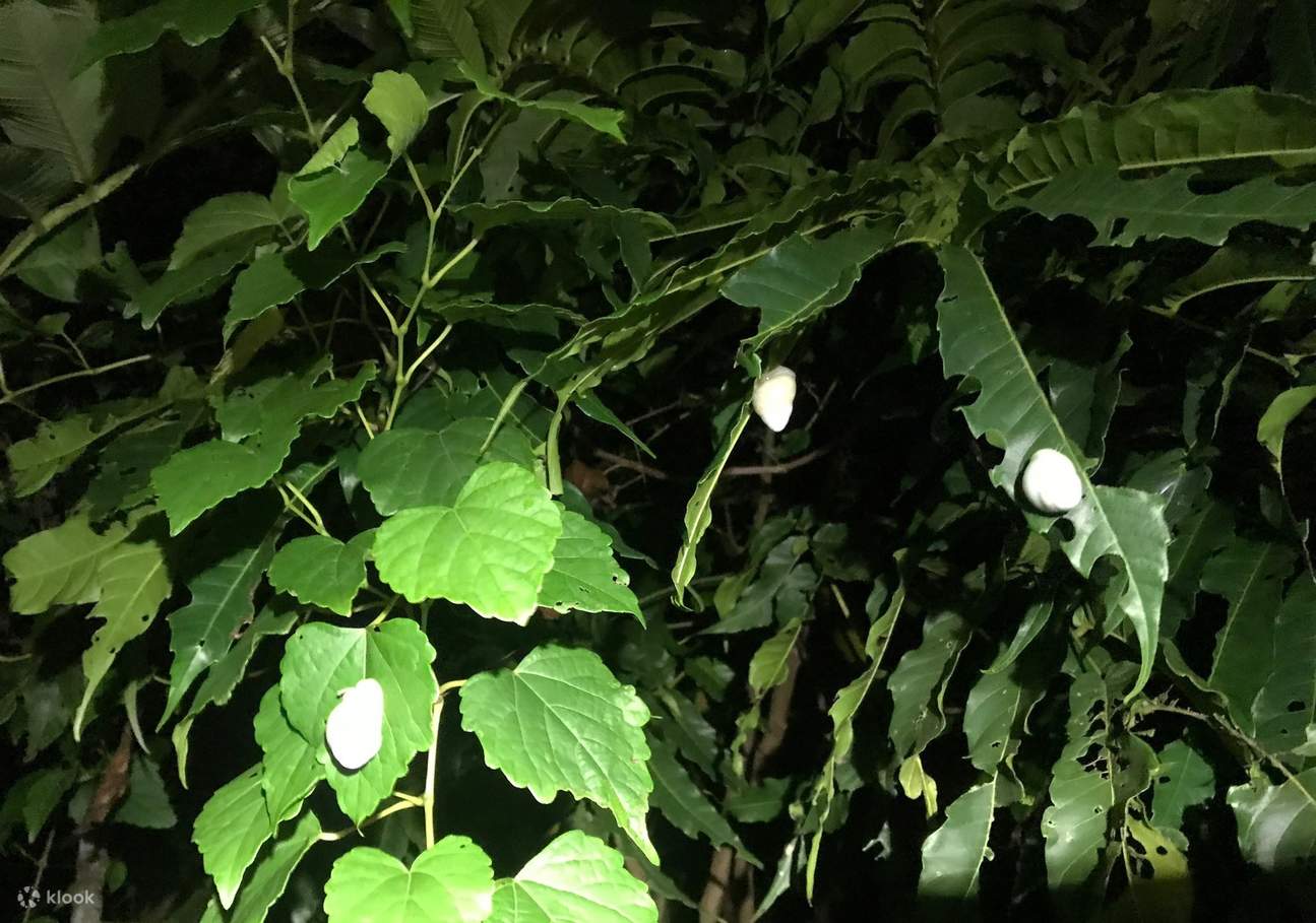 야간 난초섬 생태관찰