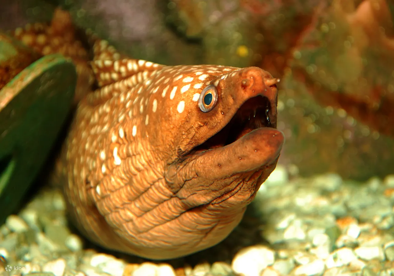海洋生物水族馆