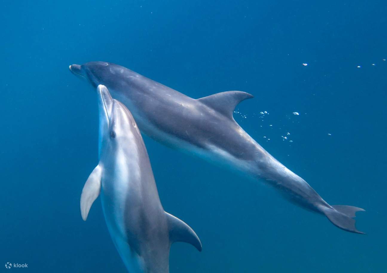 菲利普港湾的海豚