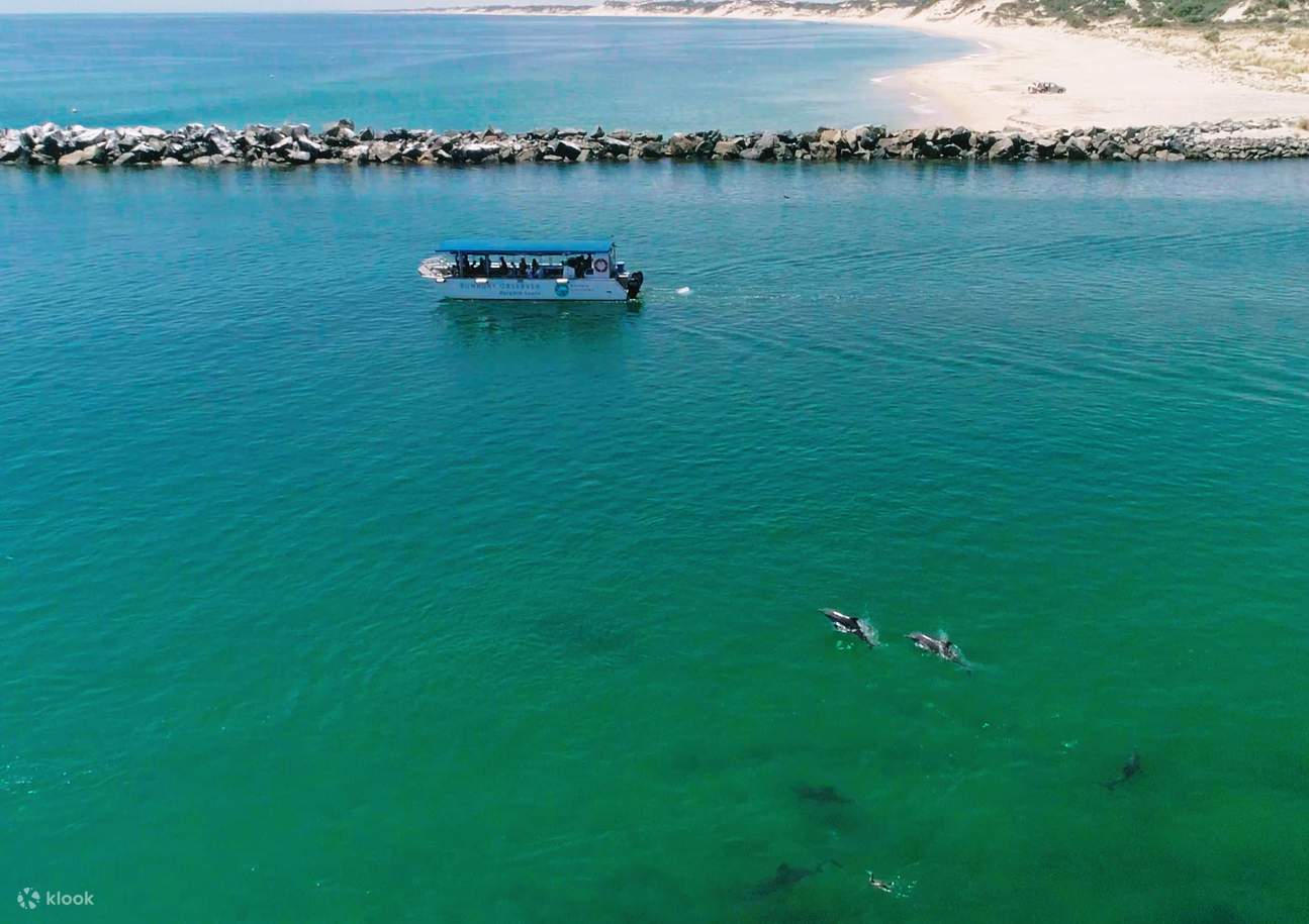 与野生海豚共游